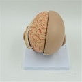 Made in China Medical Plastic Brain Model